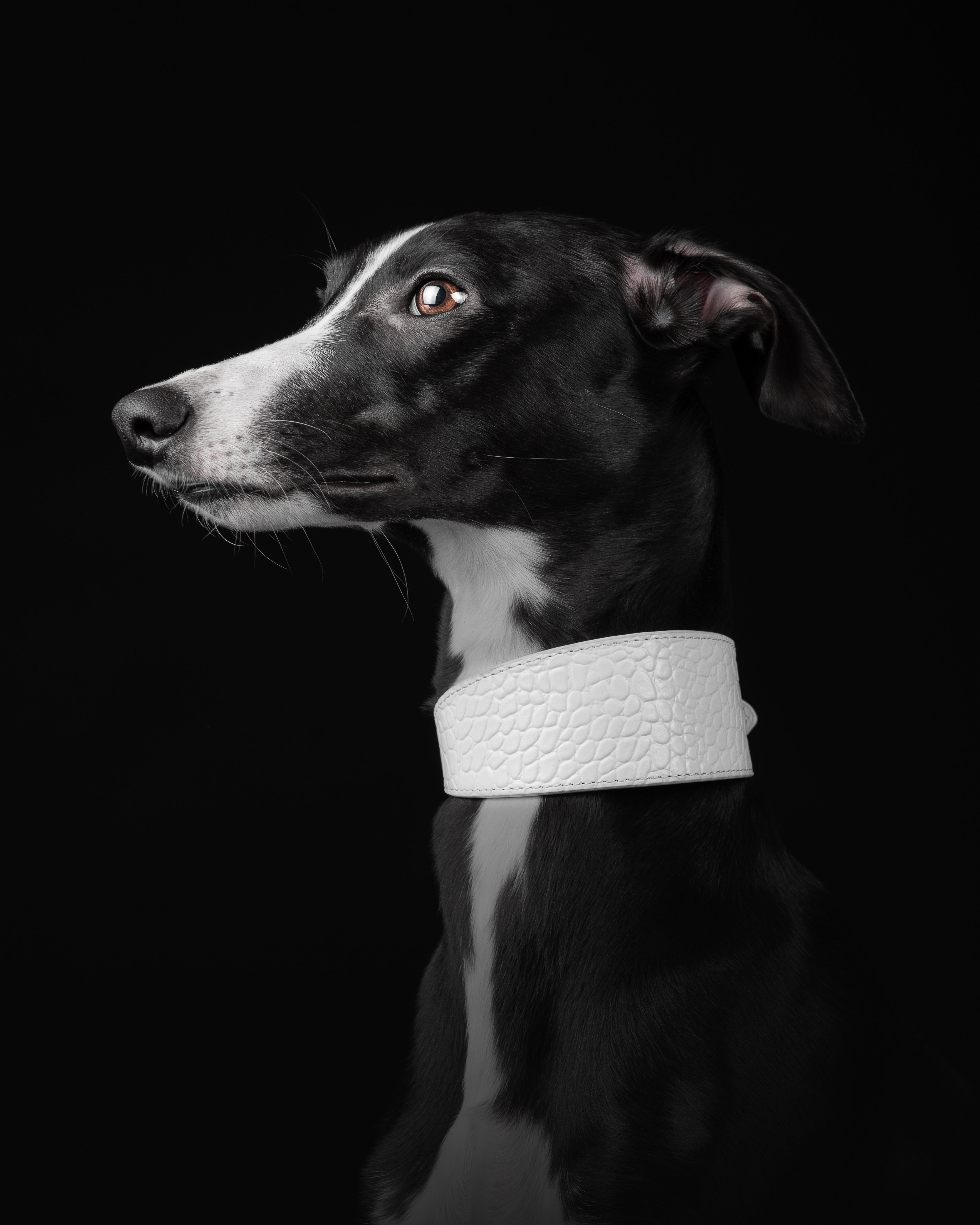 Vit Croco Hundhalsband Bred