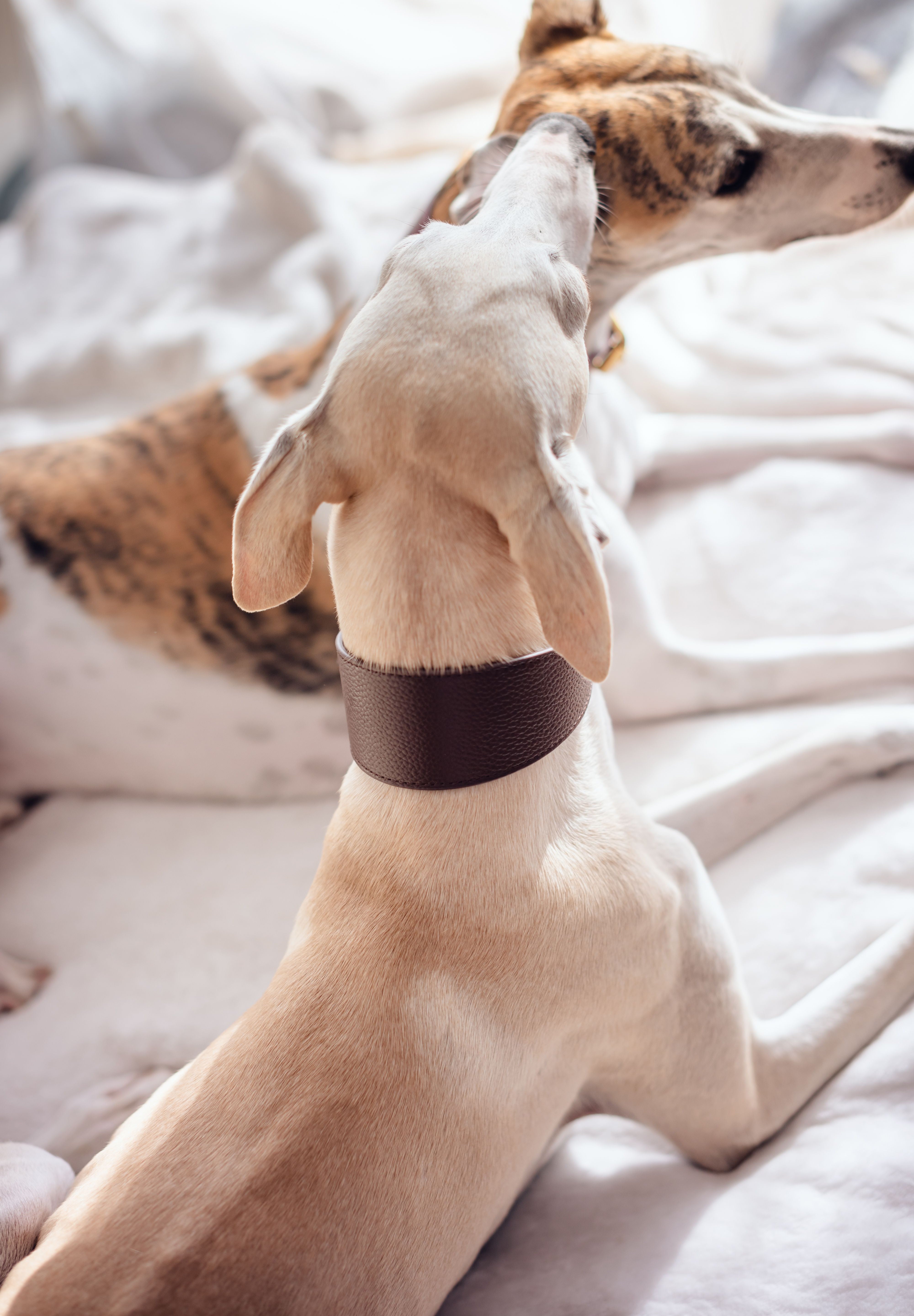 Mörkbrun Hundhalsband Bred