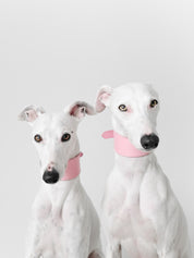 Rosa Hundhalsband Bred