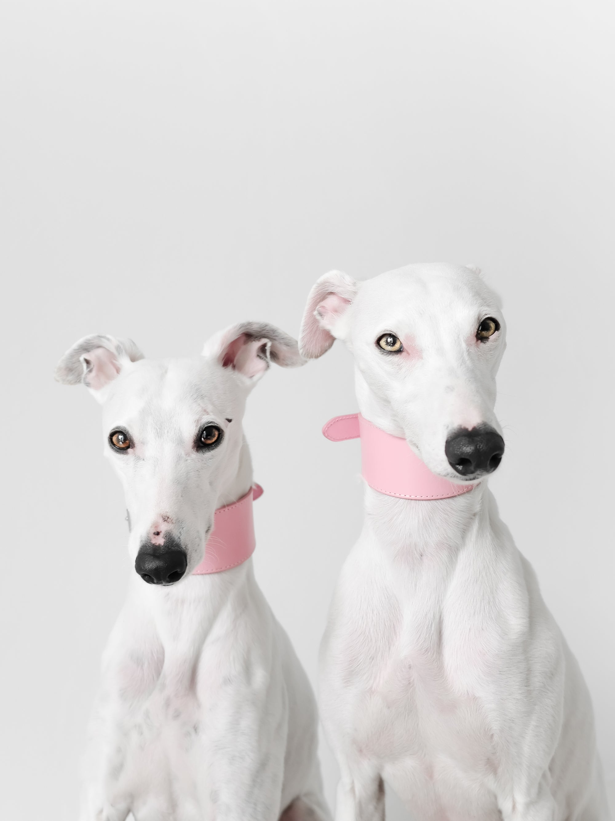 Rosa Hundhalsband Bred