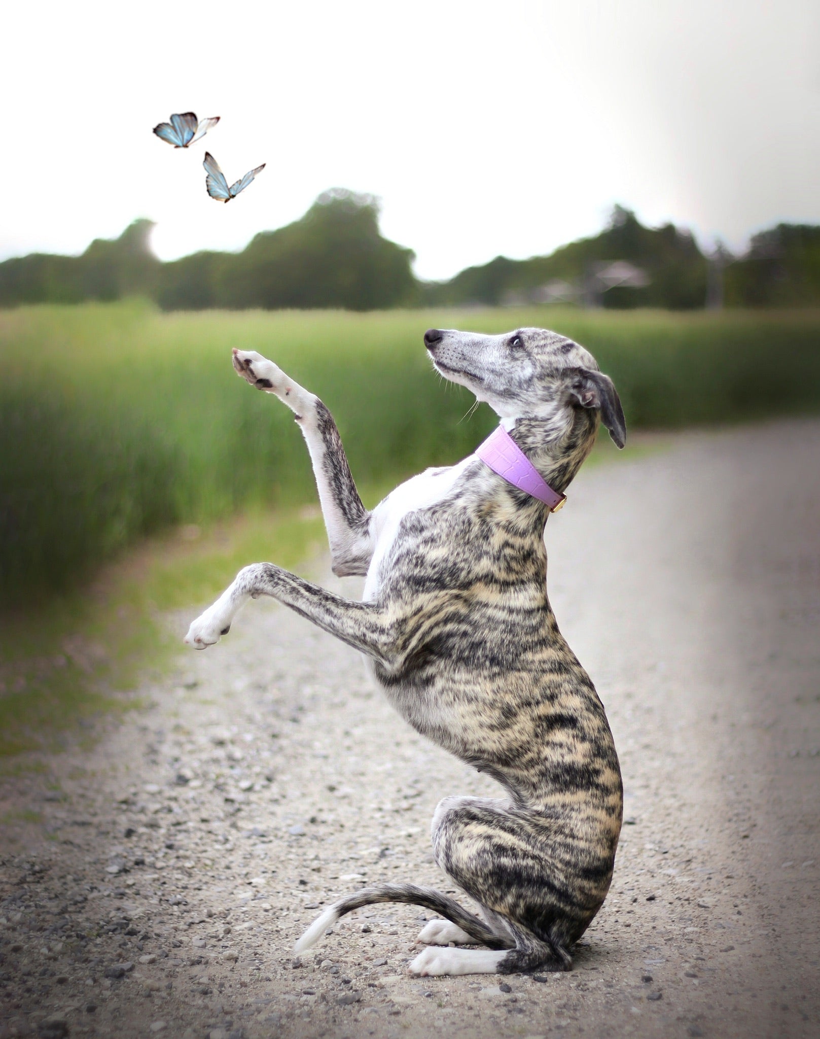 Violett Croco Hundhalsband Bred