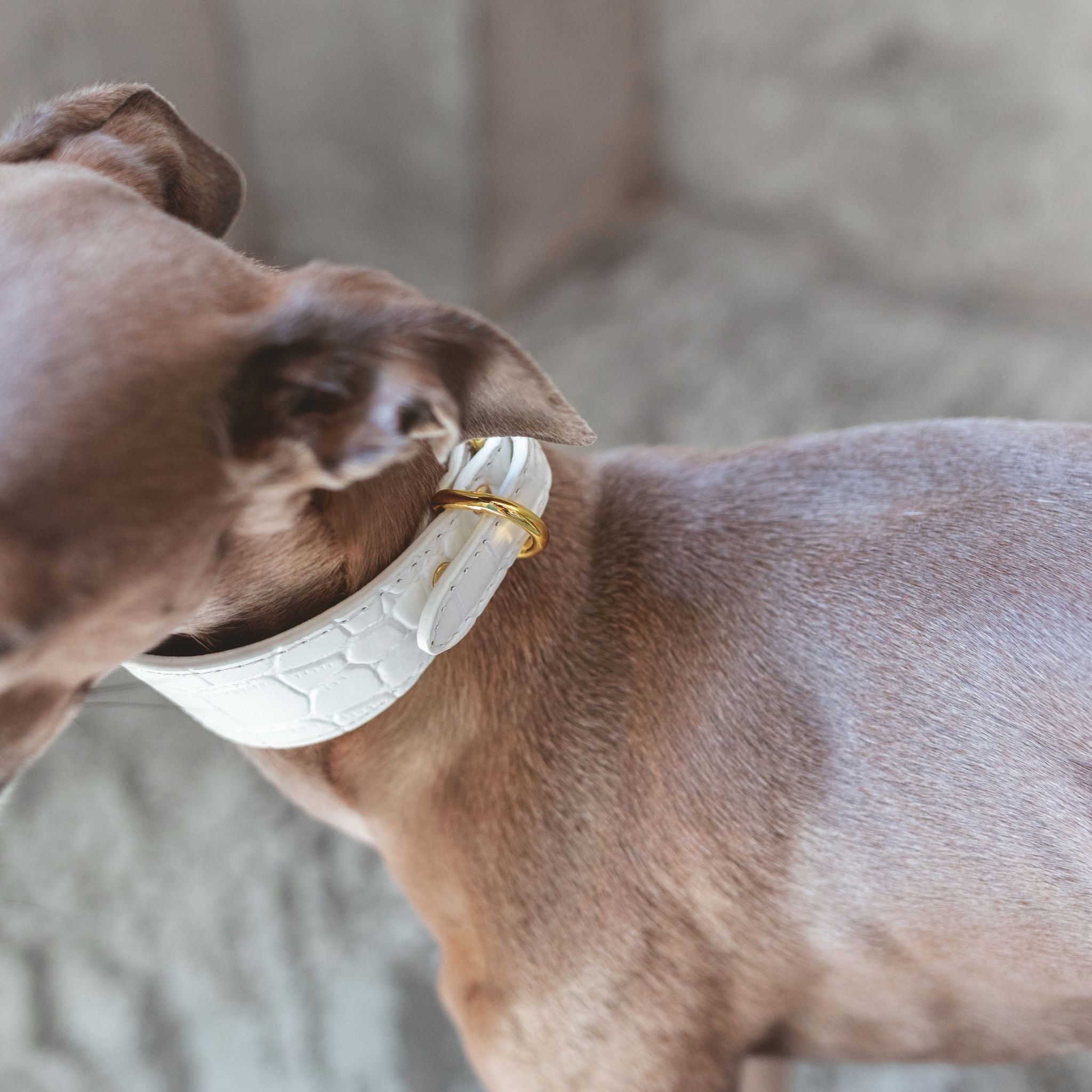 Vit Croco Hundhalsband Bred