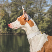 Vit Hundhalsband Smal