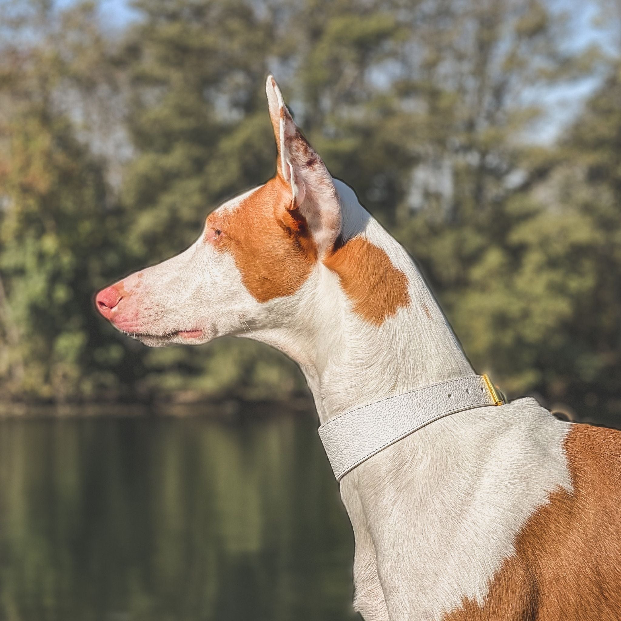 Vit Hundhalsband Smal