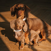 Vit Hundhalsband Smal
