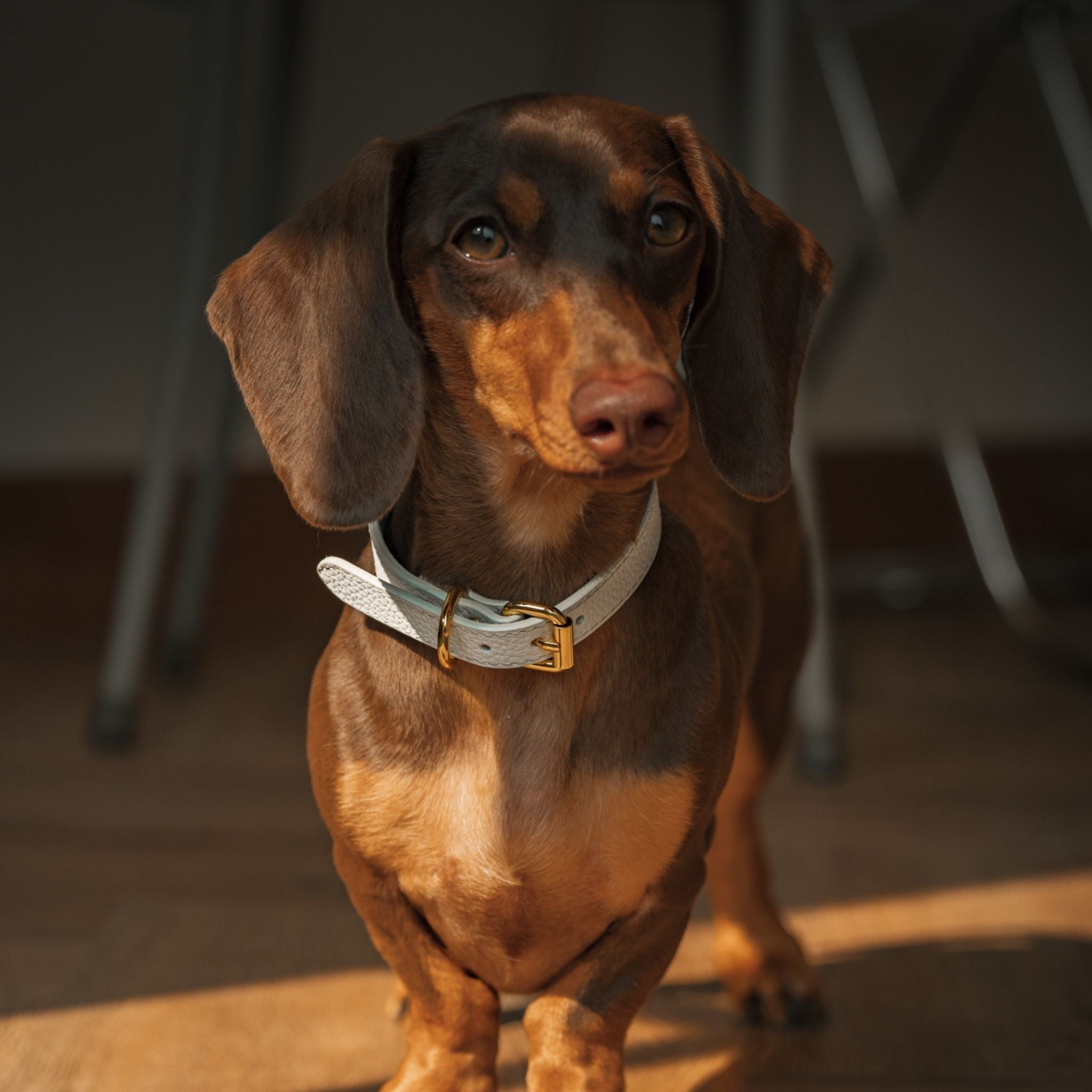 Vit Hundhalsband Smal