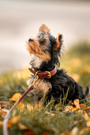 Vinröd Hundhalsband Smal