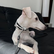 Zebramönstrat Hundhalsband Bred