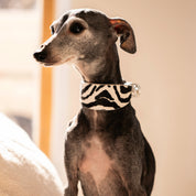 Zebramönstrat Hundhalsband Bred