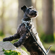 Zebramönstrat Hundhalsband Smal