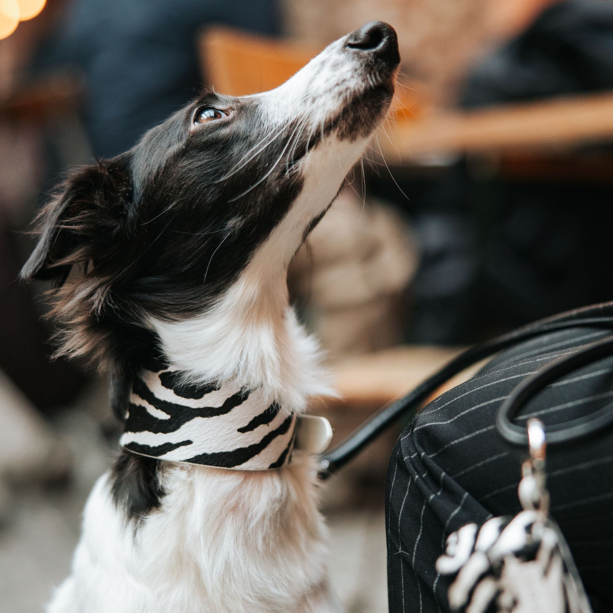 Zebramönstrat Hundhalsband Bred